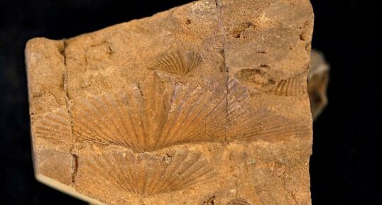 Fossiles de Brachiopodes, Chonetes