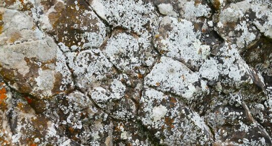 Prismations du Rocher du Brion, vues depuis l'encaissant