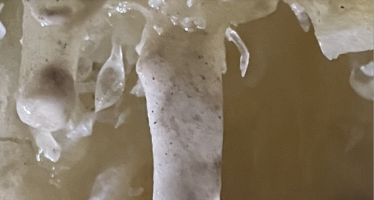 Fistuleuse en formation à la grotte du Grand Roc