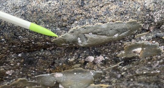 Contact entre la dolérite et la roche migmatique près de Saint Malo