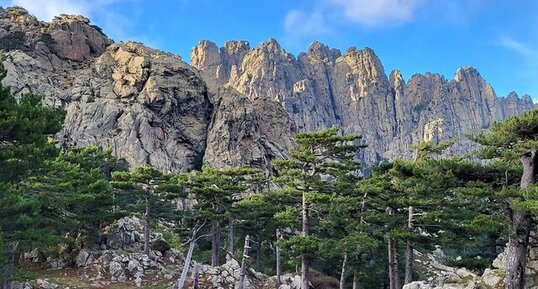 Granodiorites à amphiboles