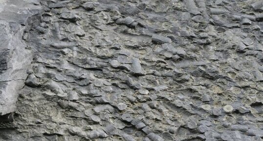 Fossiles d'échinodermes (crinoïdes ?)