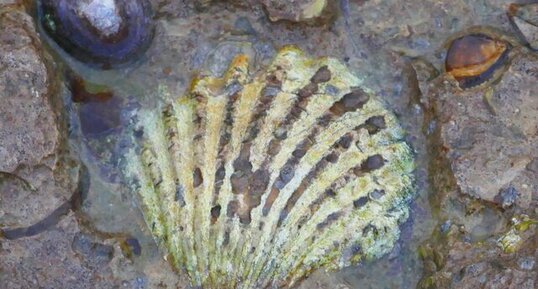 Fossile de bivalves à Sainte-Honorine-Les-Perthes