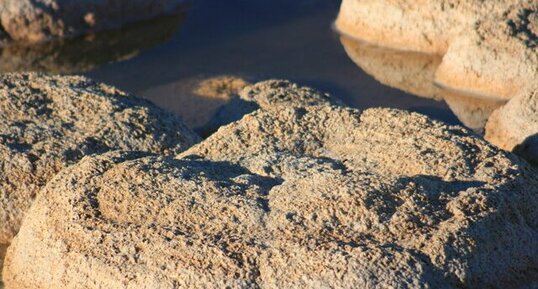 Détail d'un thrombolite du Lac Clifton