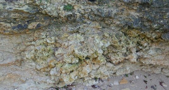 colonie de spongiaires dans les caillasses de Basse-Ecarde