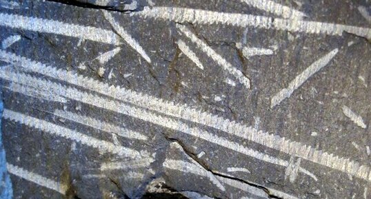 Graptolites : "comme des traits de crayon sur la roche"