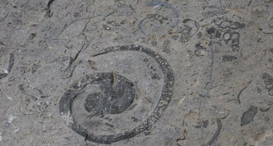 Gastéropode fossile dans le désert de Platé