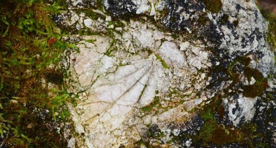 Fossile de feuille dans les travertins de Sézanne