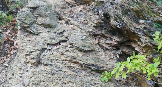 Schistes du Flysch de Caunes-Minervois