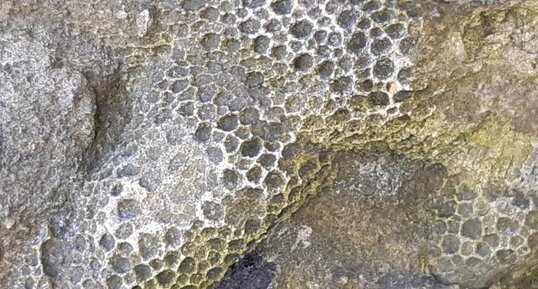 Coraux fossiles, Pointe de l'Armorique