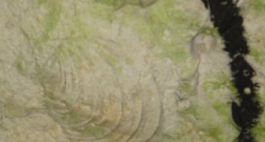 Fossile d'Inocérame dans la craie du crétacé (Cité souterraine de Naours)