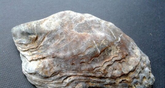 Fossile d'huître - Compiègne