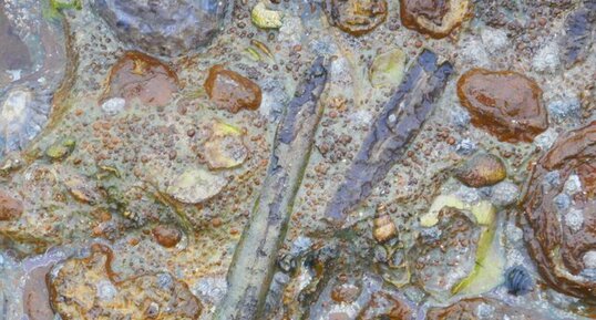 Rostres de bélemnites et autres fossiles sur le platier rocheux de (...)