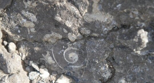 Gastéropode fossile dans les calcaires dévoniens, Parker Ridge.
