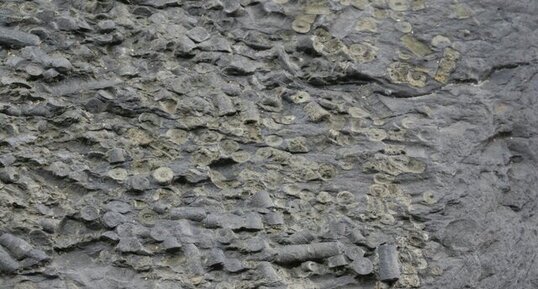 Fossiles d'échinodermes (crinoïdes ?)