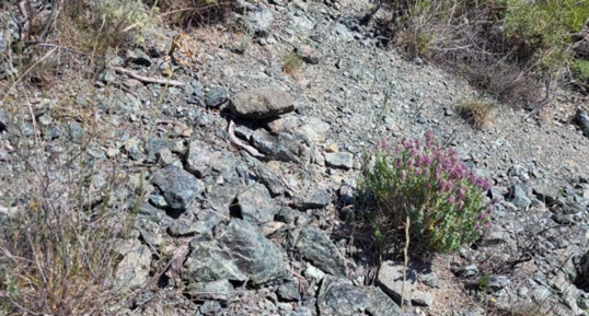 Corse - Pietroso - Serpentinites