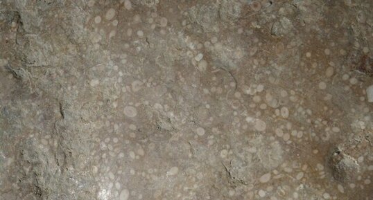 Calcaire à alvéolines de Minerve.