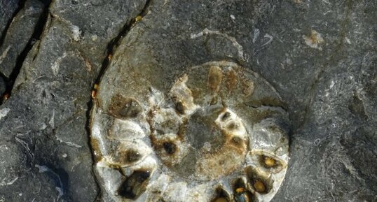 Ammonite kimmeridgienne, Cran de Noirda (Audresselles, 62)
