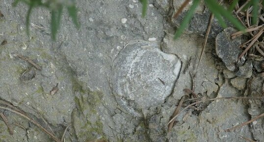 Lucines dans les marnes ilerdiennes des corbières.