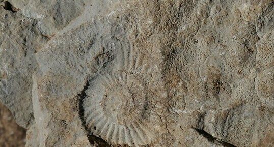 ammonite jurassique, Gorges de la Vis