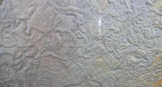 Traces fossiles (ichnofossiles) dans les roches des falaises de Moher.