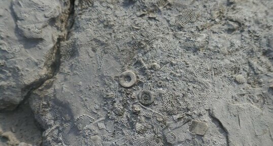 Fossiles de bryozoaires et de cnidaires à Hook Head