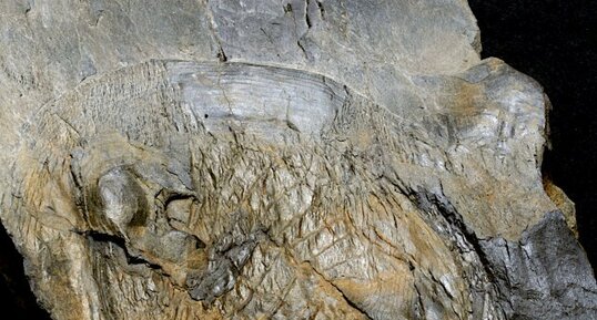 Fossile de l'empreinte de la face inférieure d'un Trilobite, Asaphide