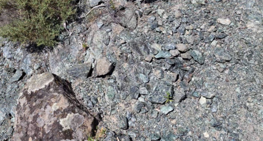 Corse - Pietroso - Serpentinites