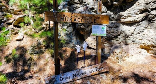 Corse - Muracciole - "Gneiss des Strettes"