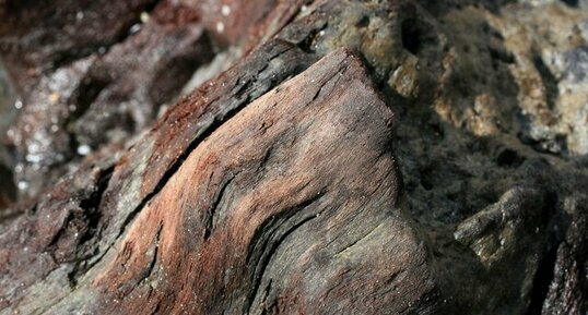 Tourbière fossile - détail d'une souche d'arbre - Morgat