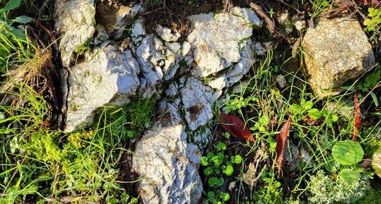 Corse - Arbori - Mercolaccia - Gneiss Anatectique