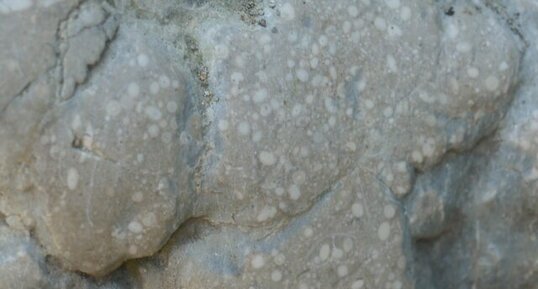 Calcaire à alvéolines de Minerve.