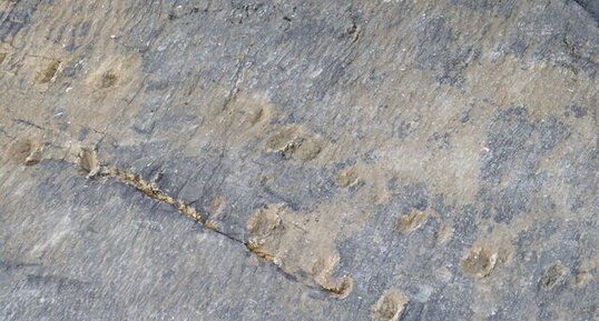 Piste de tétrapodes dévoniens