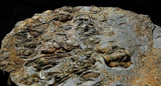 Fossiles d'Ostracodes + petites faunes (notamment des Trilobites)