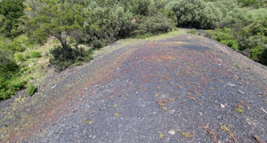 Corse - Osani - Anthracite