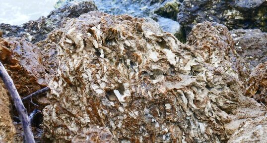 Fossile de coraux polypiers, Bénerville-sur-Mer