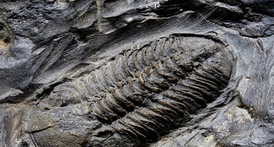 Fossile de Trilobite