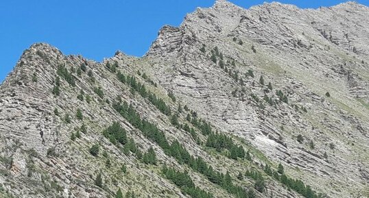 Des sapins très disciplinés !