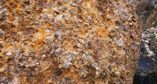 Fossile de corail polypier du Mont Canissy