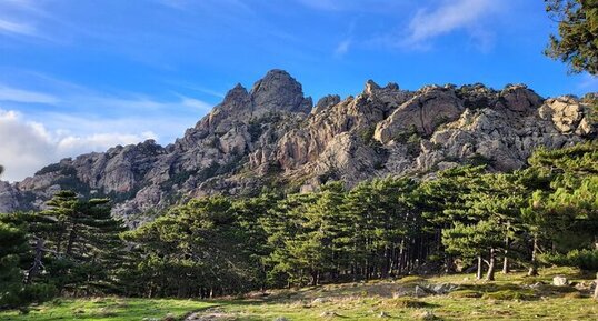Granodiorites à amphiboles