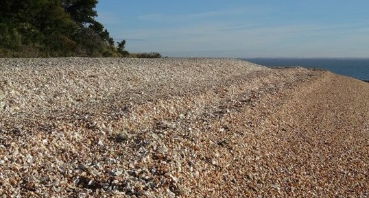 Plage de coquillage, pointe de Coudepont, ile d'Aix