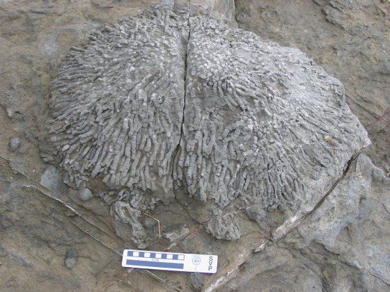 Fossilised Coral near Ogmore by Sea in Wales 2