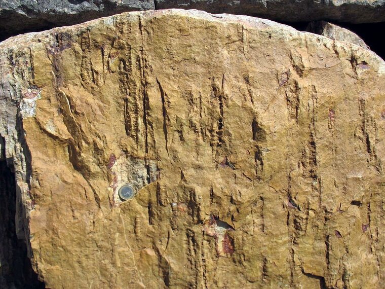 Skolithos Armorican Quartzite Ordovician Berrueco Saragossa Spain 001